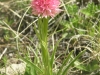 Orchidée Nigritelle de Cornelie