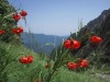 Lys Pomponne Ligurie